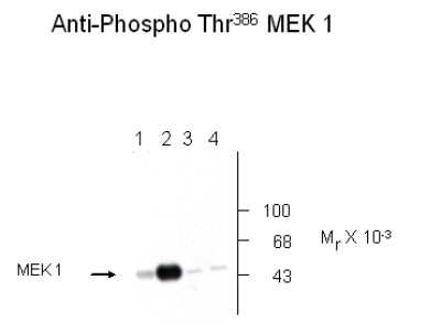 Western Blot: MEK1 [p Thr386] Antibody [NB500-144]